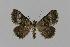  ( - BC EF Lep 00590)  @13 [ ] Copyright (2010) Unspecified Research Collection of Egbert Friedrich