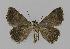  ( - BC EF Lep 00590)  @14 [ ] Copyright (2010) Unspecified Research Collection of Egbert Friedrich