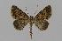  ( - BC EF Lep 00591)  @14 [ ] Copyright (2010) Unspecified Research Collection of Egbert Friedrich