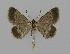  ( - BC EF Lep 00591)  @13 [ ] Copyright (2010) Unspecified Research Collection of Egbert Friedrich