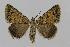  (Dichromodes AH13 - BC EF Lep 00592)  @14 [ ] Copyright (2010) Unspecified Research Collection of Egbert Friedrich