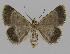  ( - BC EF Lep 00592)  @13 [ ] Copyright (2010) Unspecified Research Collection of Egbert Friedrich