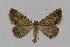  ( - BC EF Lep 00593)  @14 [ ] Copyright (2010) Unspecified Research Collection of Egbert Friedrich