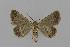  (Dichromodes AH13 - BC EF Lep 00593)  @14 [ ] Copyright (2010) Unspecified Research Collection of Egbert Friedrich