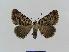  ( - BC EF Lep 00594)  @14 [ ] Copyright (2010) Unspecified Research Collection of Egbert Friedrich