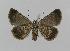  (Dichromodes disputata - BC EF Lep 00594)  @14 [ ] Copyright (2010) Unspecified Research Collection of Egbert Friedrich