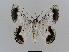  ( - BC EF Lep 00603)  @14 [ ] Copyright (2010) Unspecified Research Collection of Egbert Friedrich