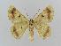  ( - BC EF Lep 00621)  @13 [ ] Copyright (2010) Unspecified Research Collection of Egbert Friedrich
