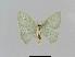  ( - BC EF Lep 00668)  @13 [ ] Copyright (2010) Unspecified Research Collection of Egbert Friedrich