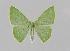  ( - BC EF Lep 00669)  @13 [ ] Copyright (2010) Unspecified Research Collection of Egbert Friedrich