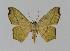 ( - BC EF Lep 00679)  @14 [ ] Copyright (2010) Unspecified Research Collection of Egbert Friedrich