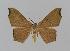  ( - BC EF Lep 00683)  @14 [ ] Copyright (2010) Unspecified Research Collection of Egbert Friedrich