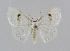  ( - BC EF Lep 00694)  @13 [ ] Copyright (2010) Unspecified Research Collection of Egbert Friedrich