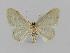 ( - BC EF Lep 00712)  @13 [ ] Copyright (2010) Unspecified Research Collection of Egbert Friedrich