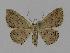  (Idaea punctatissimaEF01 - BC EF Lep 00713)  @14 [ ] Copyright (2010) Unspecified Research Collection of Egbert Friedrich