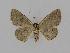  ( - BC EF Lep 00713)  @13 [ ] Copyright (2010) Unspecified Research Collection of Egbert Friedrich