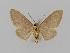  ( - BC EF Lep 00715)  @12 [ ] Copyright (2010) Unspecified Research Collection of Egbert Friedrich
