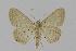  ( - BC EF Lep 00718)  @13 [ ] Copyright (2010) Unspecified Research Collection of Egbert Friedrich