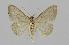  ( - BC EF Lep 00718)  @12 [ ] Copyright (2010) Unspecified Research Collection of Egbert Friedrich