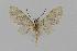 ( - BC EF Lep 00738)  @13 [ ] Copyright (2010) Unspecified Research Collection of Egbert Friedrich