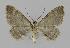  ( - BC EF Lep 00748)  @12 [ ] Copyright (2010) Unspecified Research Collection of Egbert Friedrich