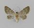  ( - BC EF Lep 00751)  @13 [ ] Copyright (2010) Unspecified Research Collection of Egbert Friedrich