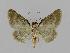  ( - BC EF Lep 00753)  @12 [ ] Copyright (2010) Unspecified Research Collection of Egbert Friedrich