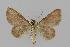  ( - BC EF Lep 00758)  @13 [ ] Copyright (2010) Unspecified Research Collection of Egbert Friedrich