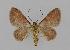  ( - BC EF Lep 00759)  @13 [ ] Copyright (2010) Unspecified Research Collection of Egbert Friedrich