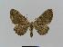  ( - BC EF Lep 00770)  @13 [ ] Copyright (2010) Unspecified Research Collection of Egbert Friedrich