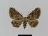 ( - BC EF Lep 00771)  @13 [ ] Copyright (2010) Unspecified Research Collection of Egbert Friedrich