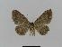  ( - BC EF Lep 00771)  @13 [ ] Copyright (2010) Unspecified Research Collection of Egbert Friedrich