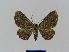 ( - BC EF Lep 00772)  @13 [ ] Copyright (2010) Unspecified Research Collection of Egbert Friedrich