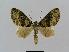  ( - BC EF Lep 00782)  @13 [ ] Copyright (2010) Unspecified Research Collection of Egbert Friedrich