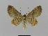  ( - BC EF Lep 00782)  @12 [ ] Copyright (2010) Unspecified Research Collection of Egbert Friedrich
