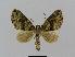  ( - BC EF Lep 00783)  @13 [ ] Copyright (2010) Unspecified Research Collection of Egbert Friedrich