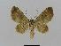  ( - BC EF Lep 00783)  @12 [ ] Copyright (2010) Unspecified Research Collection of Egbert Friedrich