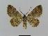  ( - BC EF Lep 00784)  @12 [ ] Copyright (2010) Unspecified Research Collection of Egbert Friedrich