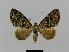  ( - BC EF Lep 00785)  @13 [ ] Copyright (2010) Unspecified Research Collection of Egbert Friedrich