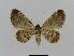  ( - BC EF Lep 00785)  @12 [ ] Copyright (2010) Unspecified Research Collection of Egbert Friedrich