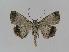  ( - BC EF Lep 00793)  @13 [ ] Copyright (2010) Unspecified Research Collection of Egbert Friedrich