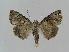 ( - BC EF Lep 00794)  @13 [ ] Copyright (2010) Unspecified Research Collection of Egbert Friedrich