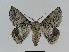  ( - BC EF Lep 00798)  @14 [ ] Copyright (2010) Unspecified Research Collection of Egbert Friedrich