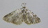  ( - BC TLMF Lep 00008)  @11 [ ] Copyright (2010) Unspecified Tiroler Landesmuseum Ferdinandeum
