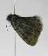  ( - BC TLMF Lep 00013)  @12 [ ] Copyright (2010) Unspecified Tiroler Landesmuseum Ferdinandeum