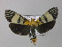  ( - BC ZSM Lep 05671)  @11 [ ] CreativeCommons - Attribution Non-Commercial Share-Alike (2010) Unspecified SNSB, Zoologische Staatssammlung Muenchen