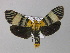  ( - BC ZSM Lep 05675)  @11 [ ] CreativeCommons - Attribution Non-Commercial Share-Alike (2010) Unspecified SNSB, Zoologische Staatssammlung Muenchen