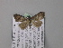  ( - BC ZSM Lep 05763)  @12 [ ] CreativeCommons - Attribution Non-Commercial Share-Alike (2010) Unspecified SNSB, Zoologische Staatssammlung Muenchen