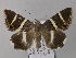  ( - BC ZSM Lep 05782)  @14 [ ] CreativeCommons - Attribution Non-Commercial Share-Alike (2010) Unspecified SNSB, Zoologische Staatssammlung Muenchen
