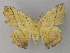  ( - BC ZSM Lep 05817)  @13 [ ] CreativeCommons - Attribution Non-Commercial Share-Alike (2010) Unspecified SNSB, Zoologische Staatssammlung Muenchen